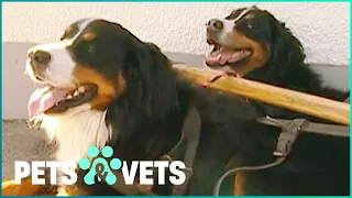 These Burnese Mountain Dogs Are Keeping Old Traditions Alive | Dogs with Jobs | Pets & Vets