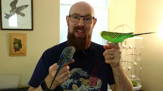 Which budgies talk? (Learning series 1 of 3)