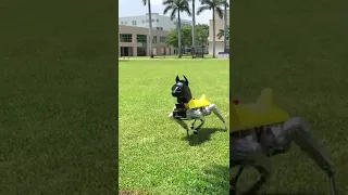 Robot Dog Out of Control!