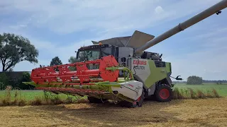 żniwa pszenicy UR Bujalscy nowy nabytek Claas Trion 650 w akcji