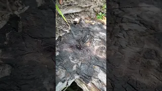 The acid spraying Whip Scorpion or Vinegaroon (Uropygi) - Gila National Forest, NM