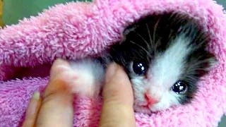 Cute Baby Animal Videos Compilation NEW