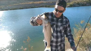 Lake Mead Striped Bass Fishing!