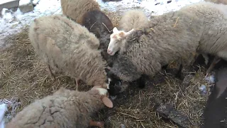 Овцы,окот два раза в год,когда окот,когда подпускать барана,кормление и т.д.