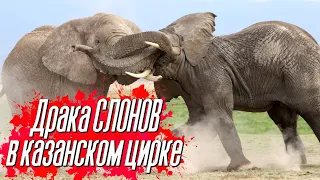 ДРАКА СЛОНОВ В КАЗАНСКОМ ЦИРКЕ! | Реакция зрителей | НОВОСТИ СЕГОДНЯ - Дан Запашный об инциденте