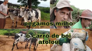 Dia de pegar Milho / carro de Boi / atolamos com o carro cheio de milho 🌽#roçaafazenda