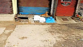 Street Mother Dog protecting her newborn Puppies from Street Dogs