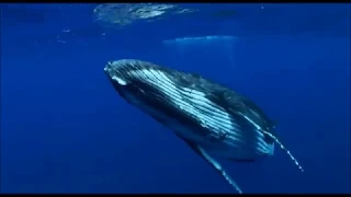 Faszinierende Riesen: Buckelwale
