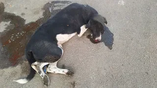 Bleeding from nose brain injured dog's beautiful recovery.