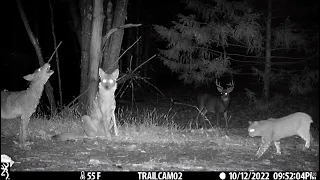 Best Trail Camera Videos of the Year (2022) | Bushcraft Nick