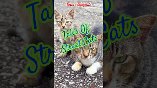 Tales of Abandoned Street Cats That Ruled The Roads