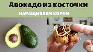 Авокадо. Как вырастить авокадо из косточки. (Avocado) 🥑