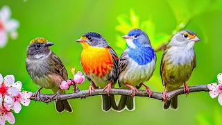 Forest Birdsong 4K~Relaxing Bird Sounds for Sleeping: Instant Relief From Stress, Anxiety, Depressed