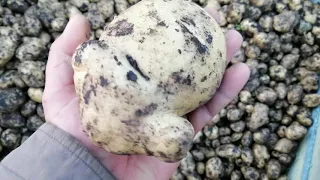 Летняя(вторая) посадка Картофеля! Результат на тяжелых грунтах