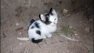 Rescue a lost kitten crying for his mother