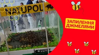 Все про джмелів! Джмелі для запилення вашої теплиці та городу! семінар