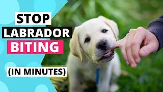 How to Train your Labrador Puppy to Stop Biting