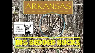 2021 Arkansas public land bedded bucks self filmed