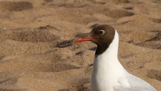 Black-headed gull / Озёрная чайка / Chroicocephalus ridibundus