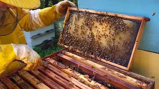 Kako razrojiti pčele na najbolji način
