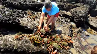 COASTAL FORAGING -- MY BIGGEST EVER HAND CAUGHT BLUE LOBSTER,  SPIDER CRABS AND PRIME SUMMER PRAWNS