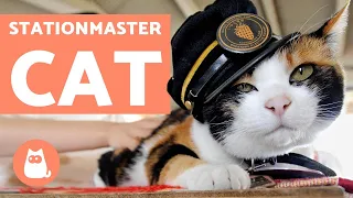 The CAT That Became a TRAIN STATIONMASTER 🚂💨 (Tama) 🐱