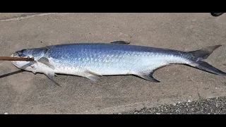 Huge Tarpon battle and 13 lbs Jack