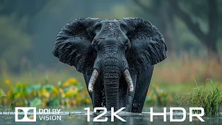 Dolby Vision 12K HDR 120fps | Amazing Animal World And Relaxing Piano Music