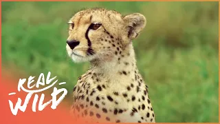 Cheetah: The Fastest Apex Predator | Cheetah: Price Of Speed | Real Wild