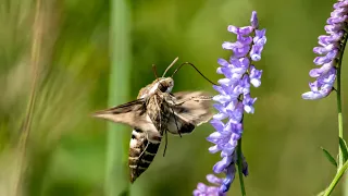 Бражник подмаренниковый. Hyles  gallii. Насекомые Беларуси.