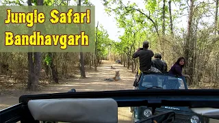 Jungle Safari Bandhavgarh