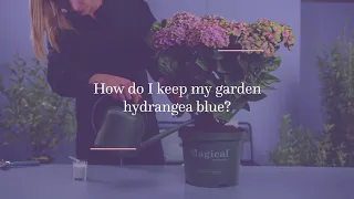 How do I keep my garden hydrangea blue?