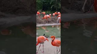 Beautiful Flamingos at San Diego Zoo.