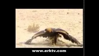 Eagle attacks fox