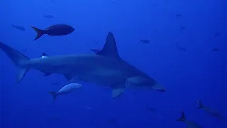 Diving at Revillagigedo Islands (Socorro / Roca Partida / San Benedicto)