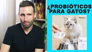 ¿Son recomendables los probióticos para reforzar el sistema inmune de los gatos?