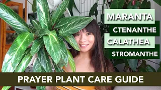Prayer Plant Care Guide | How to take care of  Maranta, Calathea, Ctenanthe, and Stromanthe