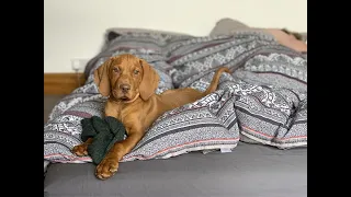 VIZSLA PUPPY - 0-6 MONTHS | Sophia Lorax