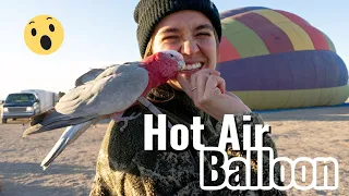 Cockatoos and Hot Air Balloons?!