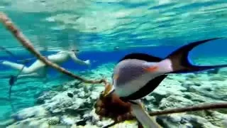 Makadi Bay Red Sea snorkeling Egypt