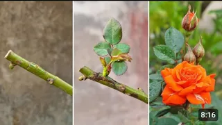 New method of grafting rose. how to graft rose for beginner.