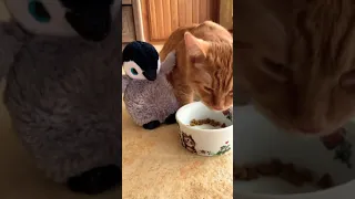 Лучший друг Симбы - Пингвин Пимпи!🐧