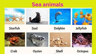 Sea Animals vocabulary with pictures: kids vocabulary for Sea Animals: English for Kids