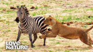 Lioness Takes Down Zebra | Love Nature