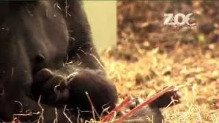 Video Three - Baby Gorilla Kambiri is born