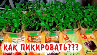 Как правильно пикировать перец, даже если он перерос? Все тонкости пикировки