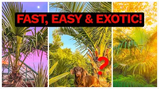3 Fast Growing & Easy Hardy Palm Ideas for UK Tropical Style Gardens