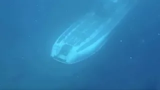 Spooky moment: Submarine passes beneath scuba divers