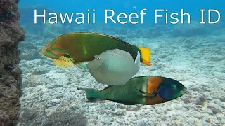 Hawaii Reef Fish ID - Poipu Beach, Kauai