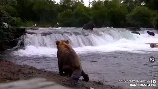 Alice, a raven, and another bear enjoy 480 Otis' scraps Brooks Falls Low cam Explore.org 7-23-2022